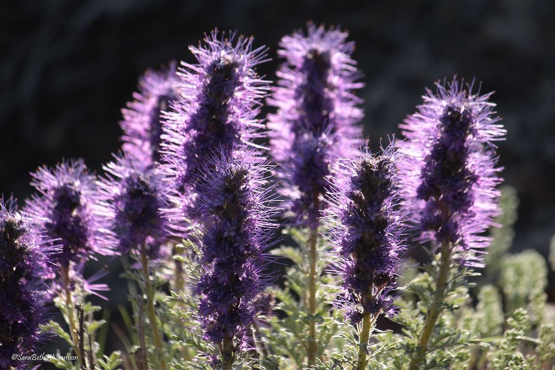 Silky Phacelia These flowers are one of my top 10 flowers in Yellowstone! They are so unique and neat looking.  Phacelia sericea,Silky Phacelia
