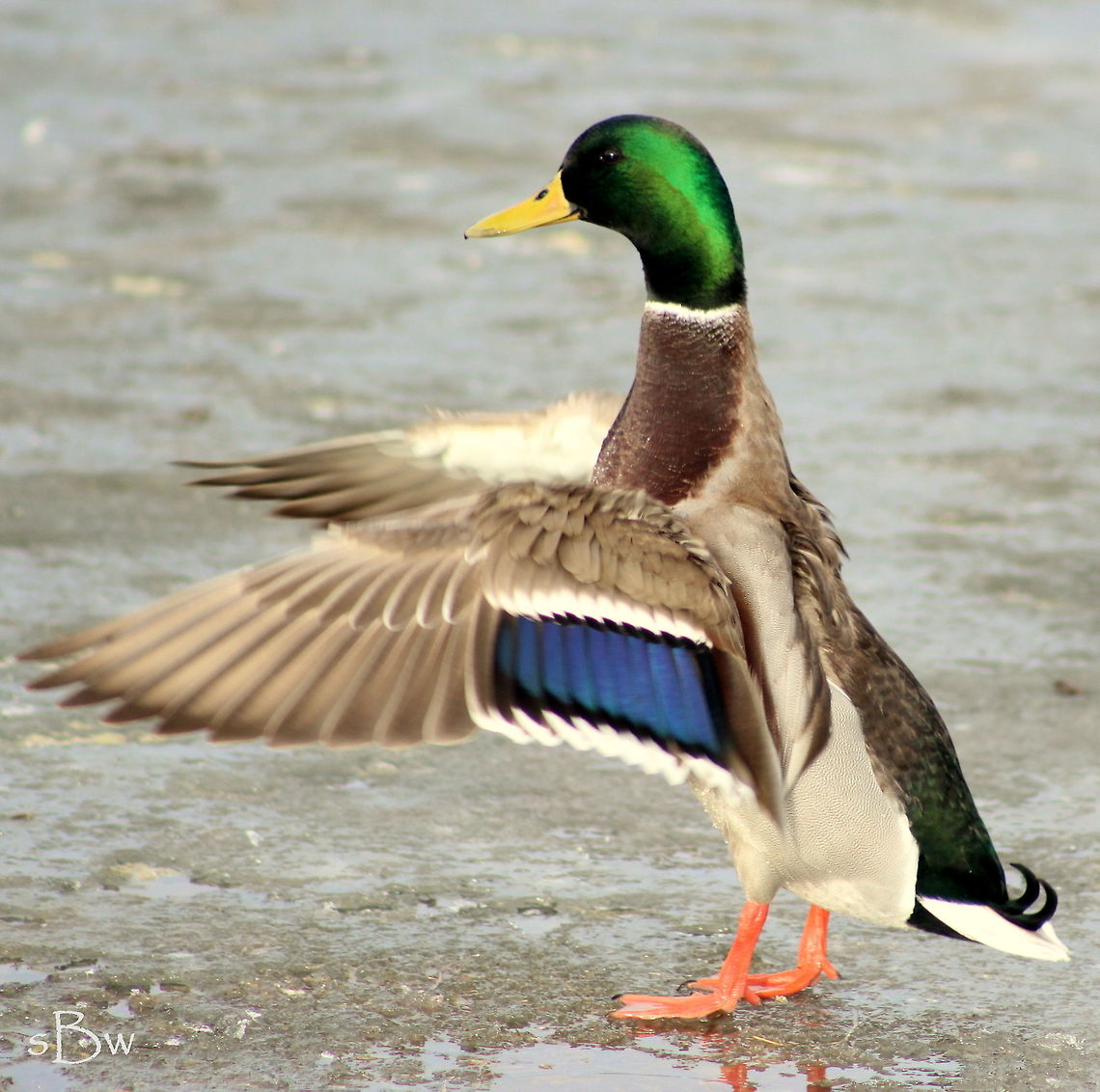Showing Off His Colors My friend and I were at a park in Bozeman, Montana when we noticed about a hundred mallards swimming in a portion of an unfrozen pond and basking in the sun on the icy edge. It was in the afternoon, around 3 o'clock, when most of them were popping out of the water to flap their wings. I couldn't believe how vibrant the colors were on the drakes and snapped a shot of this guy before he nestled on the ice.  Anas platyrhynchos,Mallard