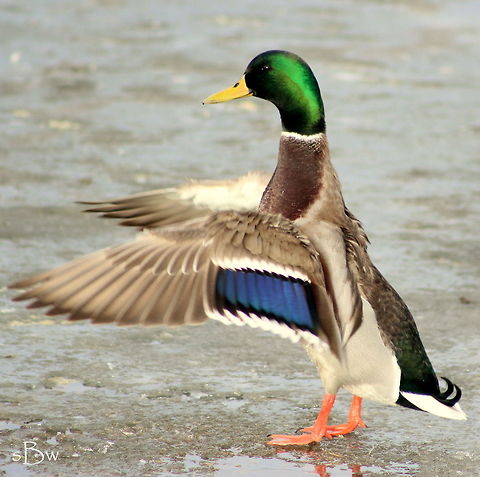 Showing Off His Colors My friend and I were at a park in Bozeman, Montana when we noticed about a hundred mallards swimming in a portion of an unfrozen pond and basking in the sun on the icy edge. It was in the afternoon, around 3 o'clock, when most of them were popping out of the water to flap their wings. I couldn't believe how vibrant the colors were on the drakes and snapped a shot of this guy before he nestled on the ice.  Anas platyrhynchos,Mallard