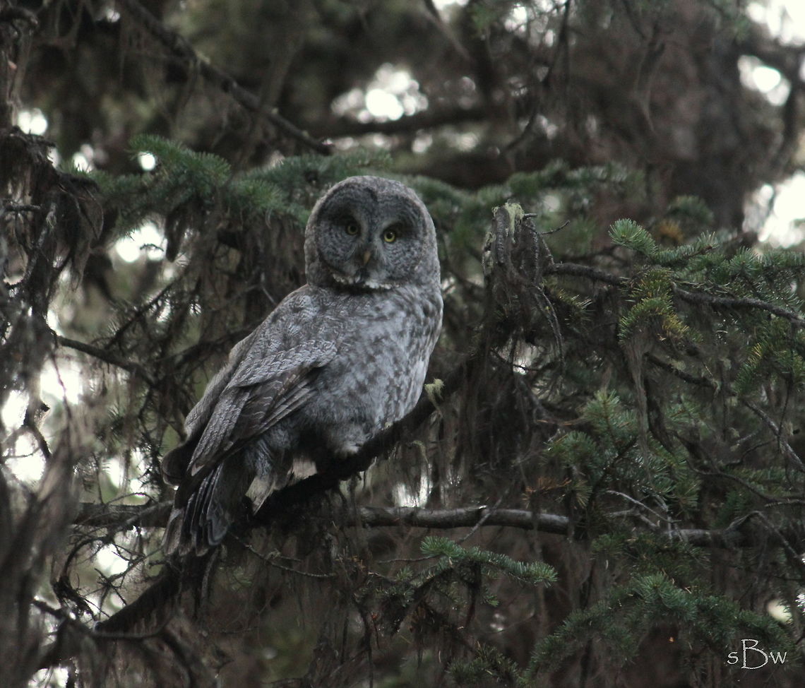 Yellowstone Great Grey Owl My boyfriend and I had the privilege of seeing 3 different great grey owls in Yellowstone over Labor Day weekend. These birds are so magnificent and gorgeous. I believe they ended up being in our top 3 favorite birds list :)  Great Grey Owl,Strix nebulosa