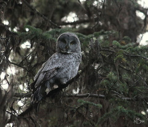Yellowstone Great Grey Owl My boyfriend and I had the privilege of seeing 3 different great grey owls in Yellowstone over Labor Day weekend. These birds are so magnificent and gorgeous. I believe they ended up being in our top 3 favorite birds list :)  Great Grey Owl,Strix nebulosa