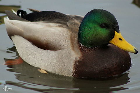 Water Beaded Face Maybe just a mallard, but to capture the water beads on his face was neat to me! Taken in Bozeman, Montana.  Anas platyrhynchos,Mallard