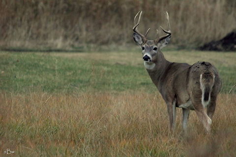 Whitetail Buck in October In Lewistown, Montana where my folks live, my mom and I were walking out our front door when I heard something in the field behind our house. I looked out back and noticed 2 smaller bucks sparring and some does were feeding close by. I ran in the house to get my camera and when I got set up in the backyard, little did I know this guy was about 15 yards from me. If hunting in town was legal, he'd be in my freezer!  Odocoileus virginianus,White-tailed Deer