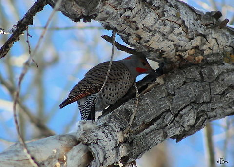 Northern Flicker I found myself chasing this guy around a big cottonwood tree, trying to get a descent picture of him. This is the best I could do. Taken in Lewistown, MT.  Colaptes auratus,Northern Flicker