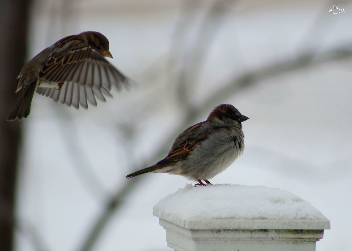 In Flight to Steal His Perch These house sparrows were perched alongside the front porch rail of my boyfriend&#039;s parent&#039;s house after a cold snow had settled in the night before. The male on the post was all puffed up and snuggled in to keep warm until a female sparrow swooped in to take his spot. I found these birds quite comical and fun to photograph! Taken in Savanna, IL.    House sparrow,Passer domesticus