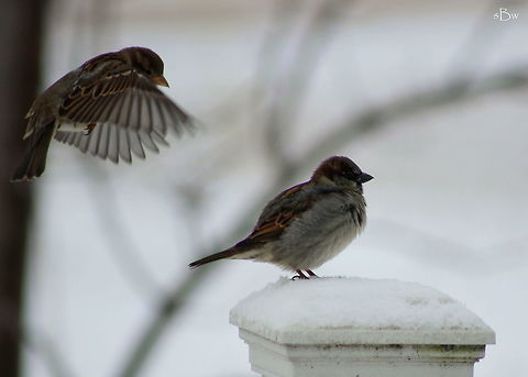 In Flight to Steal His Perch These house sparrows were perched alongside the front porch rail of my boyfriend's parent's house after a cold snow had settled in the night before. The male on the post was all puffed up and snuggled in to keep warm until a female sparrow swooped in to take his spot. I found these birds quite comical and fun to photograph! Taken in Savanna, IL.    House sparrow,Passer domesticus