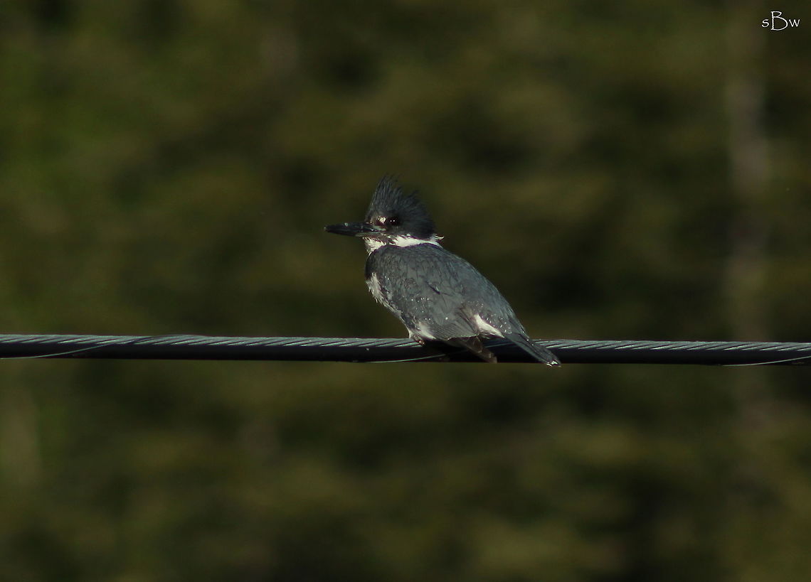 Belted Kingfisher of Idaho Almost every day after work or headed into Sandpoint, I noticed this guy would perch on the powerlines just above a slough from lake Pend Orielle. I liked this little dude so much and named him &quot;Fish&quot;... Needless to say, we were friends whether he knew it or not :)  Belted kingfisher,Megaceryle alcyon