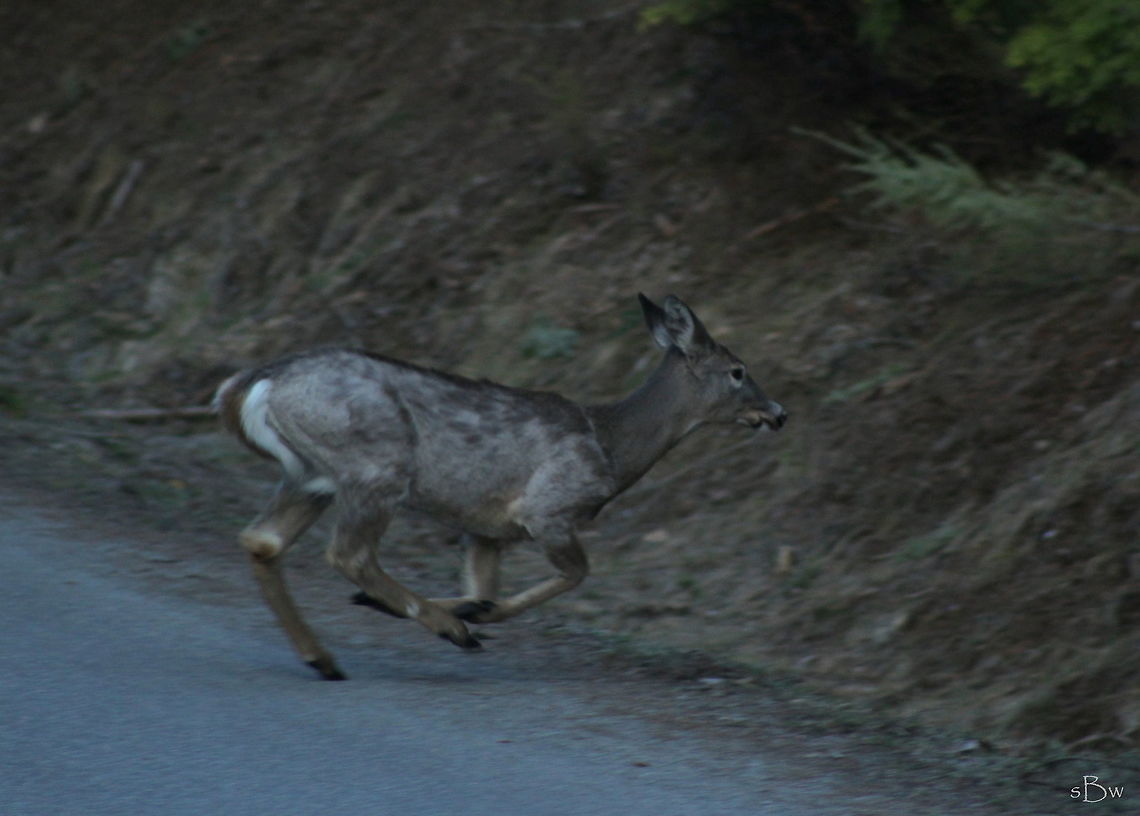 PIebald Whitetail Deer My fiance and I were talking about piebald deer earlier this day; how we had never seen one and if we would shoot one during hunting season if we did stumble upon one. Literally a few hours later, we came across this piebald doe and snapped whatever pictures we could of her before she vanished into the dense woods of Idaho. One of the coolest animals I've ever seen!  Odocoileus virginianus,White-tailed Deer