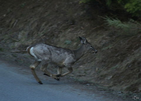 PIebald Whitetail Deer My fiance and I were talking about piebald deer earlier this day; how we had never seen one and if we would shoot one during hunting season if we did stumble upon one. Literally a few hours later, we came across this piebald doe and snapped whatever pictures we could of her before she vanished into the dense woods of Idaho. One of the coolest animals I've ever seen!  Odocoileus virginianus,White-tailed Deer