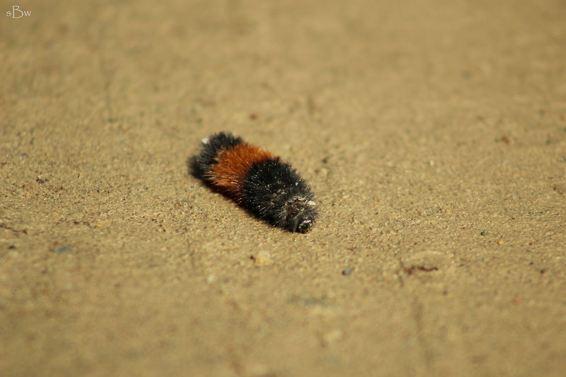 Banded Woolly Bear I found this guy on one of my walks down the dirt road I was previously living off of. Thought he was too cool to pass up on.  Banded woolly bear,Pyrrharctia isabella