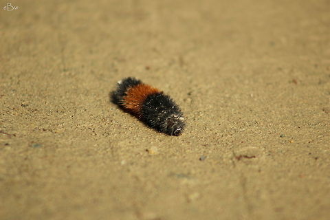 Banded Woolly Bear I found this guy on one of my walks down the dirt road I was previously living off of. Thought he was too cool to pass up on.  Banded woolly bear,Pyrrharctia isabella