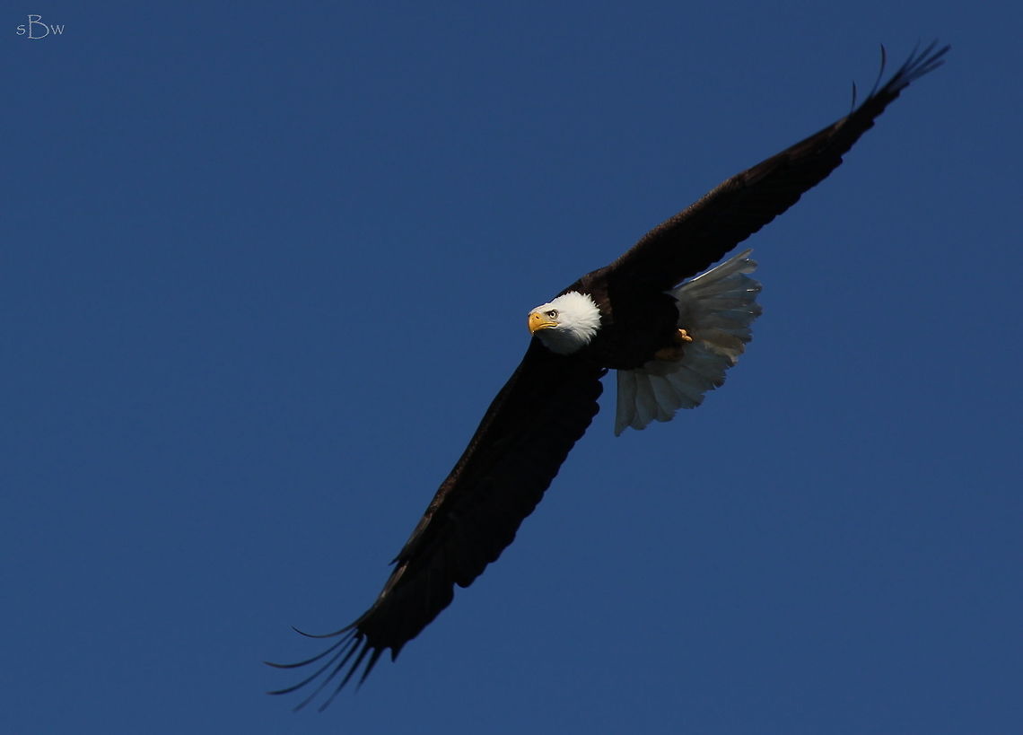 American Bald Eagle Captured off our fishing vessel on Lake Pend Orielle. I had so much fun photographing tons of eagles as they swooped down to catch whitefish we put back into the lake. My heart was racing and I had butterflies in my stomach the whole time!  Bald Eagle,Haliaeetus leucocephalus