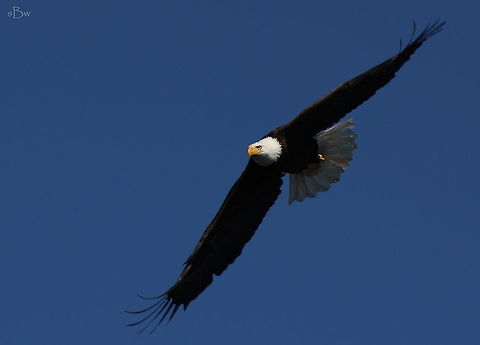 American Bald Eagle Captured off our fishing vessel on Lake Pend Orielle. I had so much fun photographing tons of eagles as they swooped down to catch whitefish we put back into the lake. My heart was racing and I had butterflies in my stomach the whole time!  Bald Eagle,Haliaeetus leucocephalus