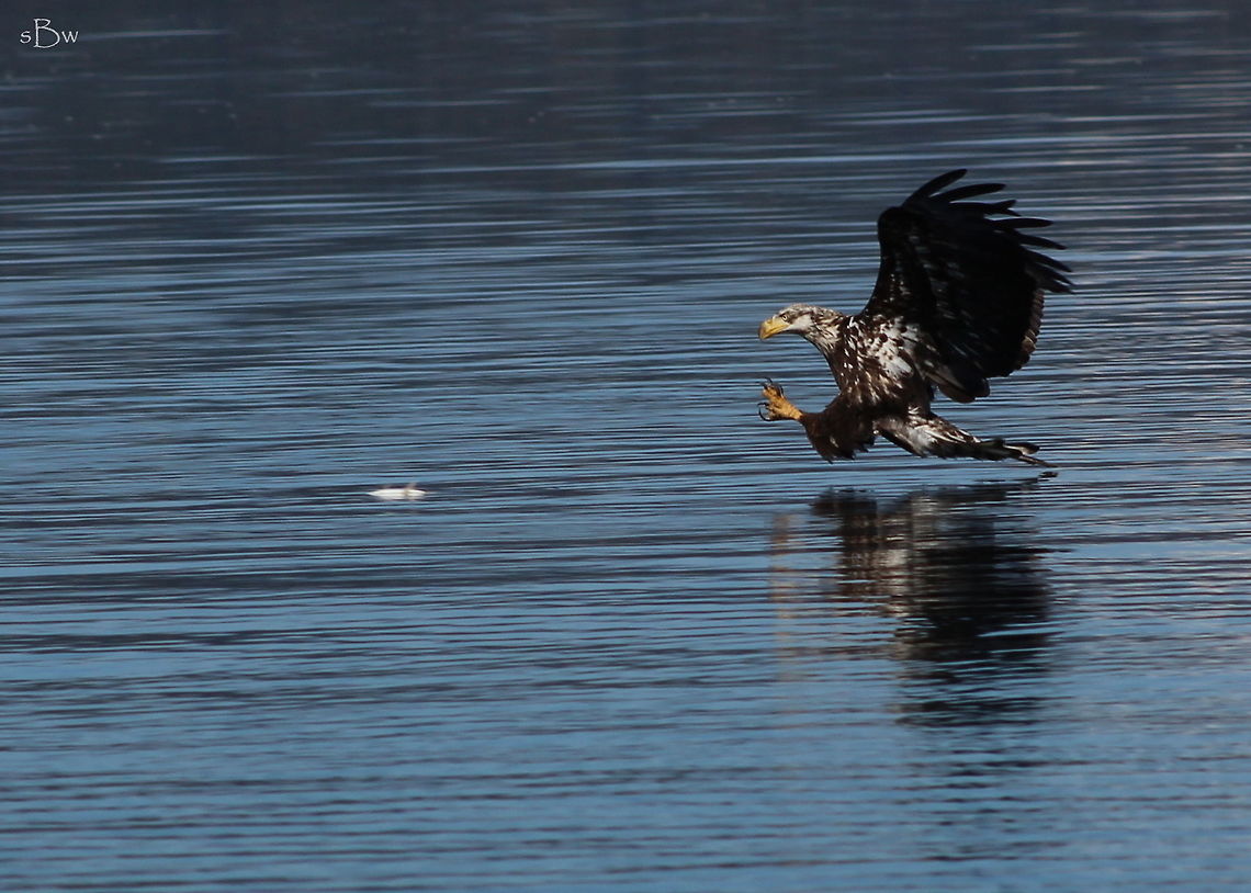 Juvenile Bald Eagle Juvenile bald eagle swooping down to catch a whitefish that is stranded on the surface of the water. Taken on Lake Pend Orielle, Idaho.  Bald Eagle,Haliaeetus leucocephalus