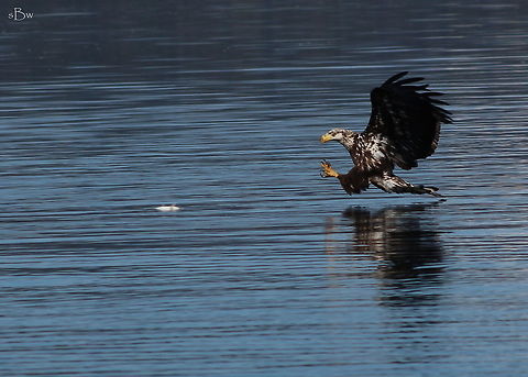 Juvenile Bald Eagle Juvenile bald eagle swooping down to catch a whitefish that is stranded on the surface of the water. Taken on Lake Pend Orielle, Idaho.  Bald Eagle,Haliaeetus leucocephalus