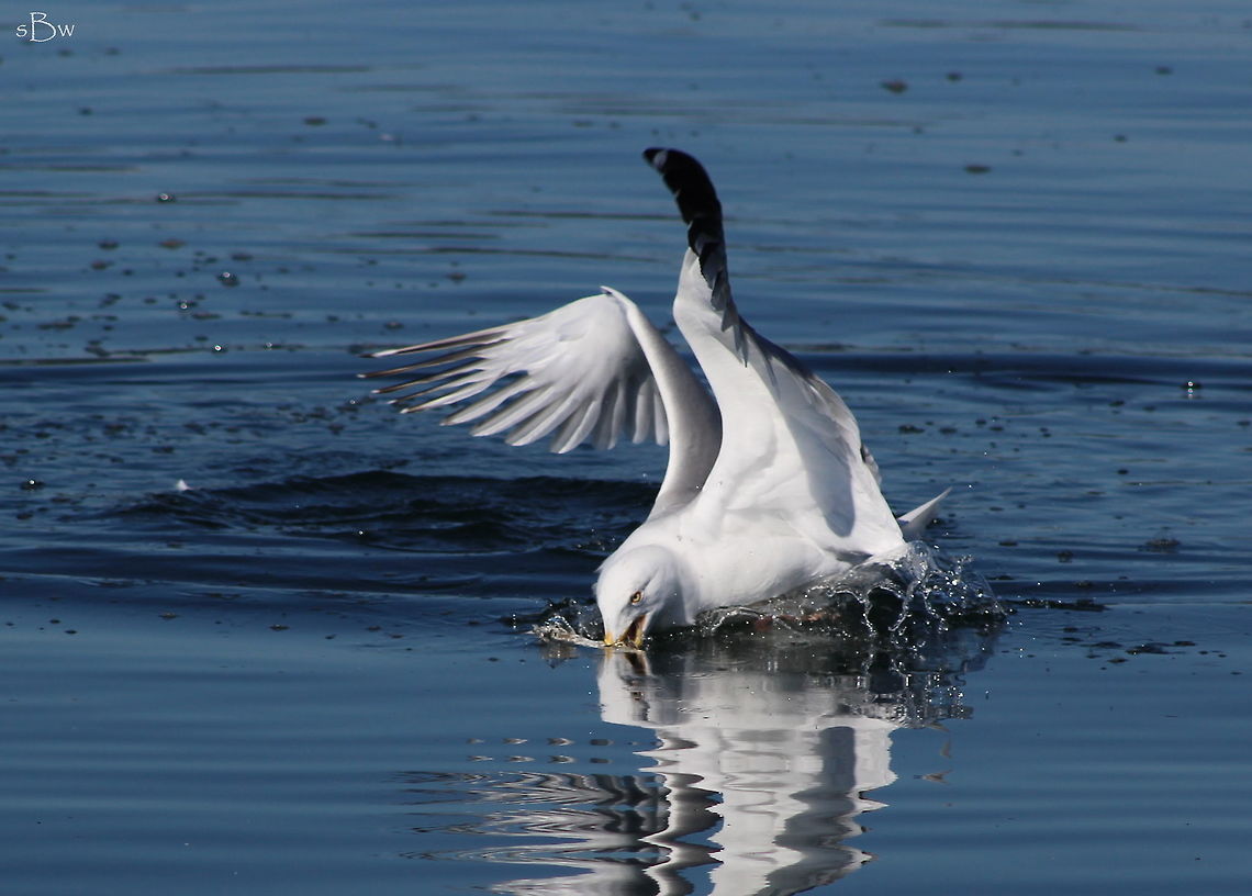 Dinner Pickup Some whitefish we put back into the lake after they have been caught in our gillnets are bloated and vary in size. A lot of the time we see seagulls trying to eat fish that are twice the size of their throats. It definitely makes for a fun betting game as to if the gull will swallow or not swallow a fish! Taken on Lake Pend Orielle.  American Herring Gull,California gull,Larus californicus,Larus smithsonianus