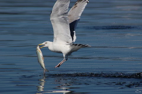 Herring Gull and Whitefish A Herring gull steals a whitefish from Pend Orielle. Taken off of our work vessel.  American Herring Gull,Larus smithsonianus