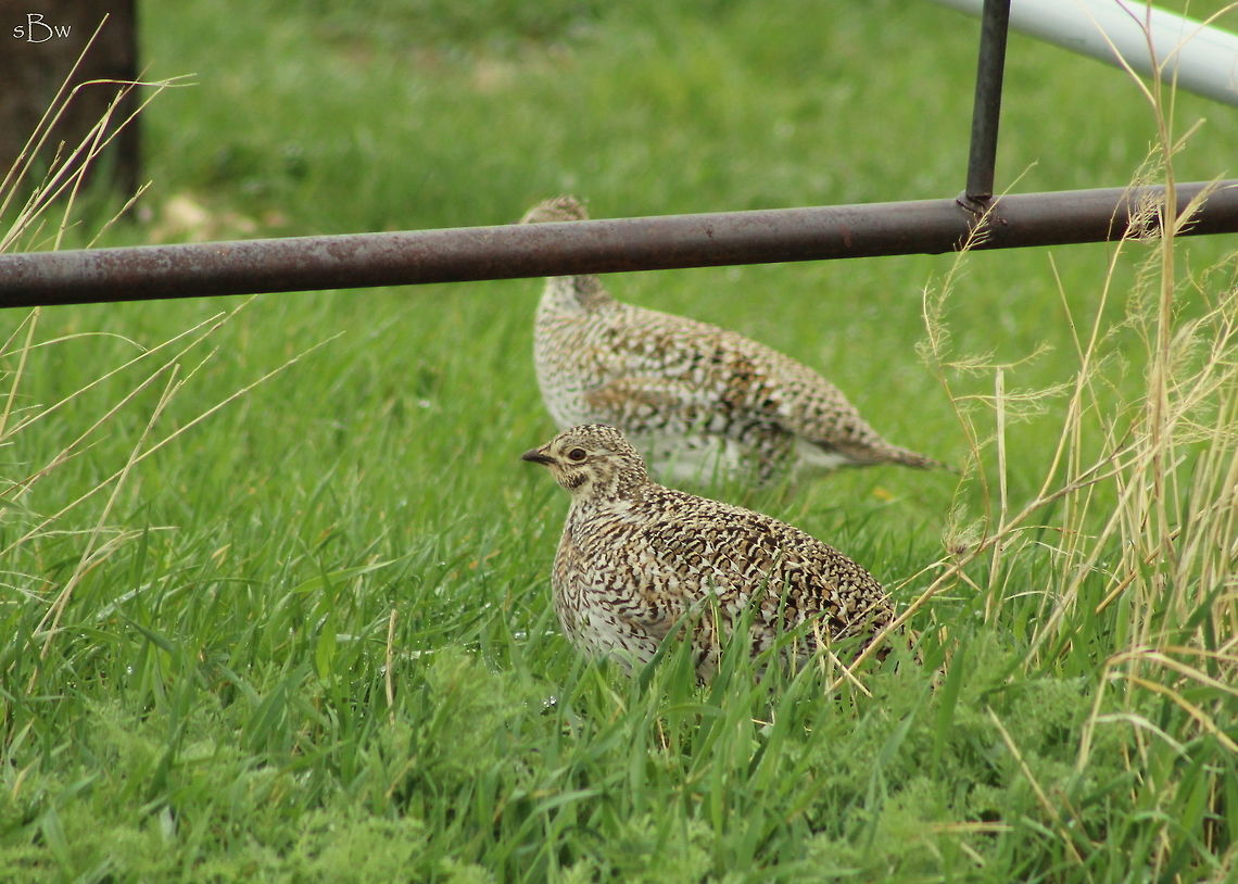 Sharp-tailed Grouse My parents and I were out looking at land in Lewistown, MT when my dad noticed these ladies sitting in the grass just outside of a corral. I have never, to my knowledge, seen this kind of bird before. I was also able to hear the warning sound they make as they flew off after being spooked.. It's a very interesting sound to say the least!  Sharp-tailed grouse,Tympanuchus phasianellus