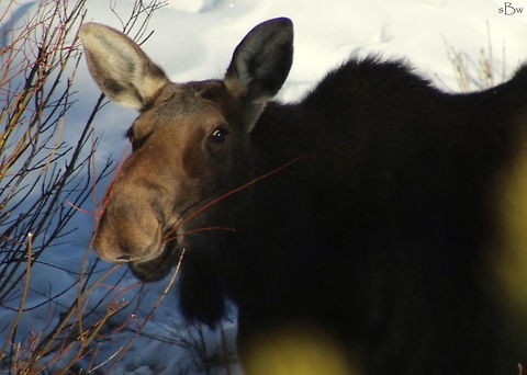 Calf Moose This was the first calf moose I've ever seen in the park!! Super cool to see him and cow healthy and eating well. Taken in Yellowstone National Park. February 10, 2016. Alces alces,Moose
