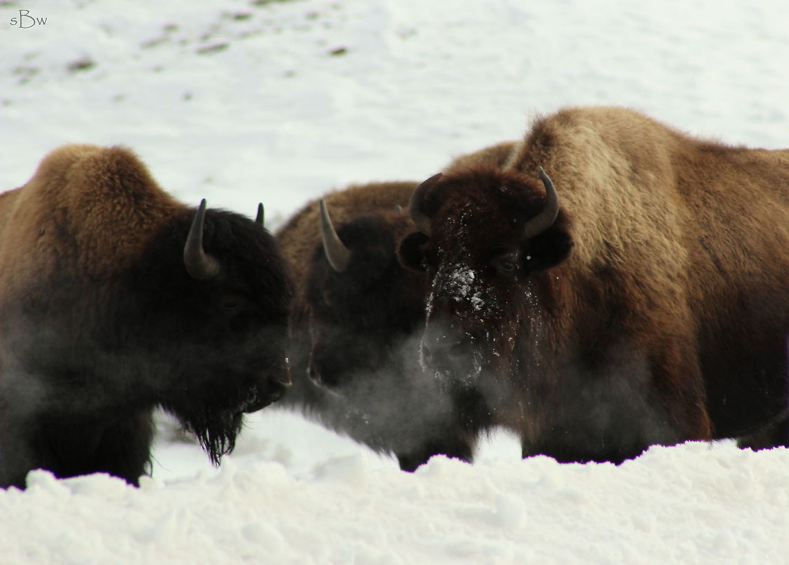 Band of Bison This was a really cold day to be in Yellowstone. We arrived with temperatures of 4 degrees F and the animals were out! I find them fascinating to watch in the winter. The power they have is incredible and the strength they find to fight through the cold winters is amazing. Taken in Lamar Valley.  American bison,Bison bison