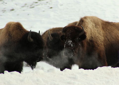 Band of Bison This was a really cold day to be in Yellowstone. We arrived with temperatures of 4 degrees F and the animals were out! I find them fascinating to watch in the winter. The power they have is incredible and the strength they find to fight through the cold winters is amazing. Taken in Lamar Valley.  American bison,Bison bison