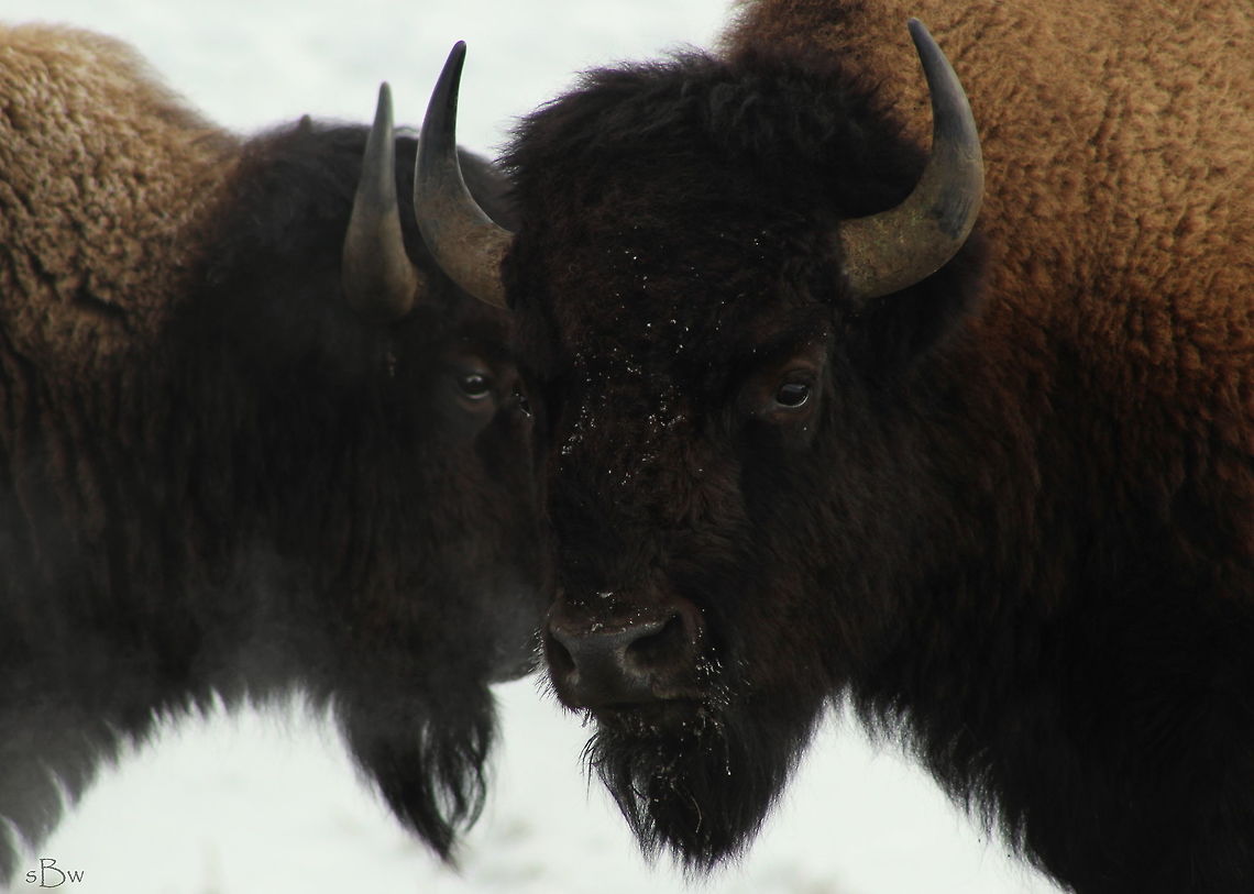 Majestic Power Just staring at these beasts and watching how they move, is totally incredible to me. To imagine what the earth must have looked like with millions roaming around, is incomprehensible. Taken in Lamar Valley, YNP.  American bison,Bison bison