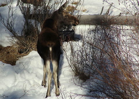 Bull Moose Calf Taken in Yellowstone National Park. The first moose calf I've ever seen in the park.  Alces alces,Moose