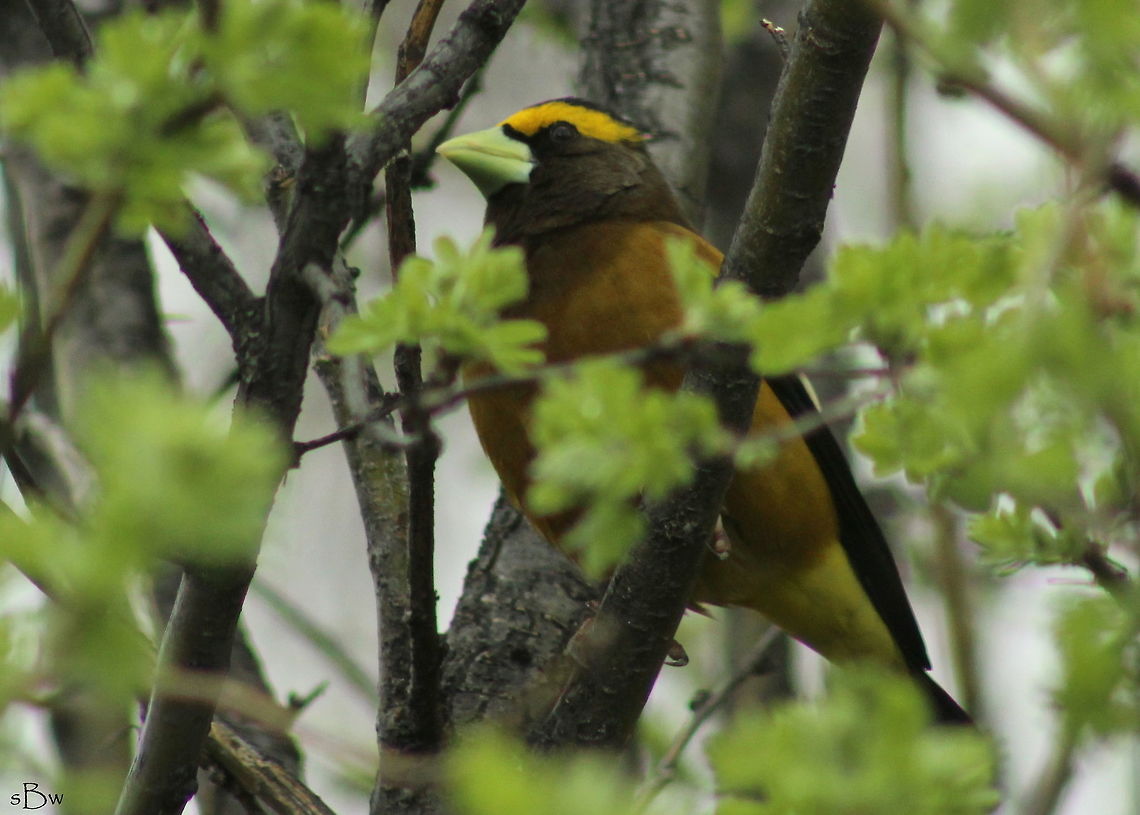 Good Afternoon, Evening Grosbeak I was sitting in my parent&#039;s living room looking out the front window when I noticed something moving to my left in the bushes beside the house. I noticed a yellow and black bird, one I had never seen before and quickly grabbed my camera. I dared not go out the front door because they would spook, so I had to take pictures from the inside of my parent&#039;s house. They even noticed something was up as I crouched down beside the window to get a picture of them. Not the best quality picture but it&#039;ll have to do. Taken in Lewistown, MT.  Coccothraustes vespertinus,Evening grosbeak