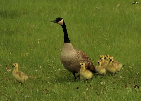 Spring Babies Almost every evening, you can see these adorable little goslings wandering around the creekside in Lewistown, Montana just a couple of blocks from my parent's house. I love watching these little ones grow and figure out life.  Branta canadensis,Canada goose