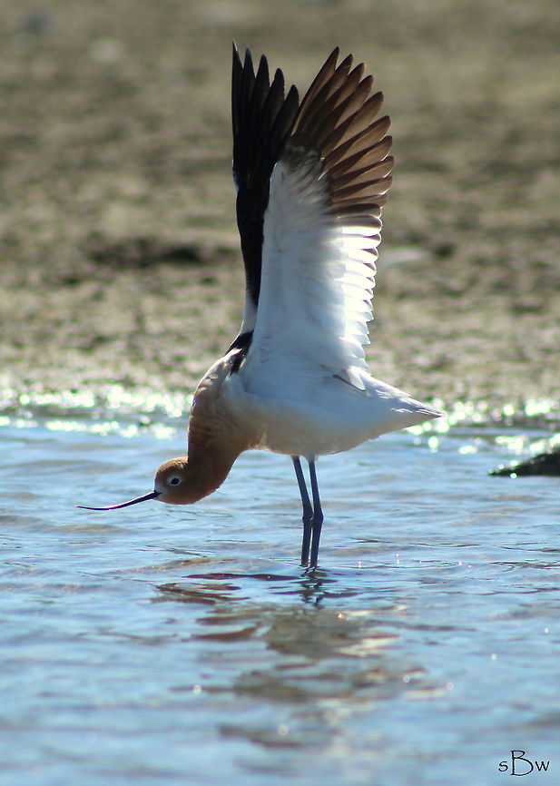 Stretching As my family and I were paddling around Akley Lake near Hobson, Montana, we noticed some unusual birds on the shoreline. When we were drawing nearer I couldn't help but get excited when I realized they were avocets. I had never seen these birds before!  American avocet,Recurvirostra americana