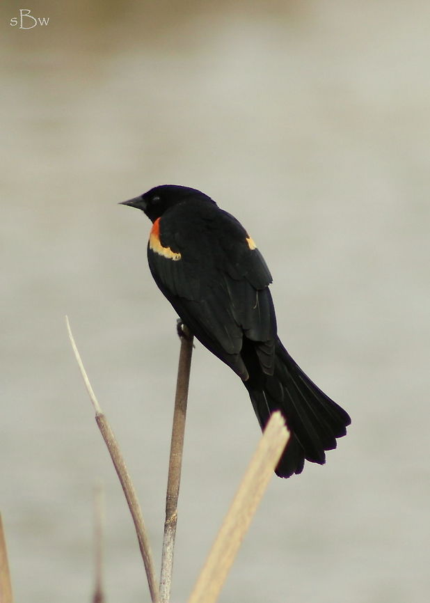 Red-Winged Blackbird Blackbirds have been in full swing at the Brewery Flats Trailway in Lewistown, Montana. I love to listen to them and watch them fly from cattail to cattail. Very interesting birds!  Agelaius phoeniceus,Red-winged blackbird