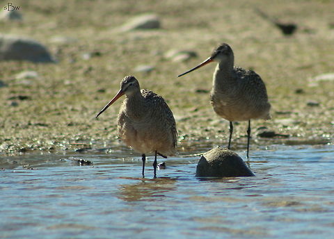 Marbled Godwit Along with the American avocets that were skimming the shoreline at Akley Lake in Montana, these godwits were also in the same waters. Both species would bump into one another, not minding that the other was in their territory.  Limosa fedoa,Marbled godwit