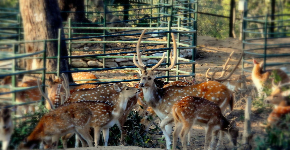 deer  Axis axis,Chital