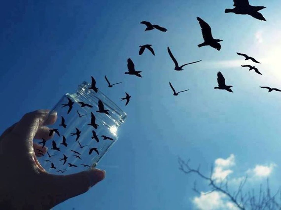 freedom  Birds