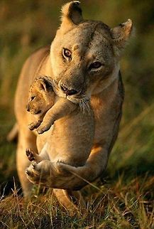 mom  Lion,Panthera leo