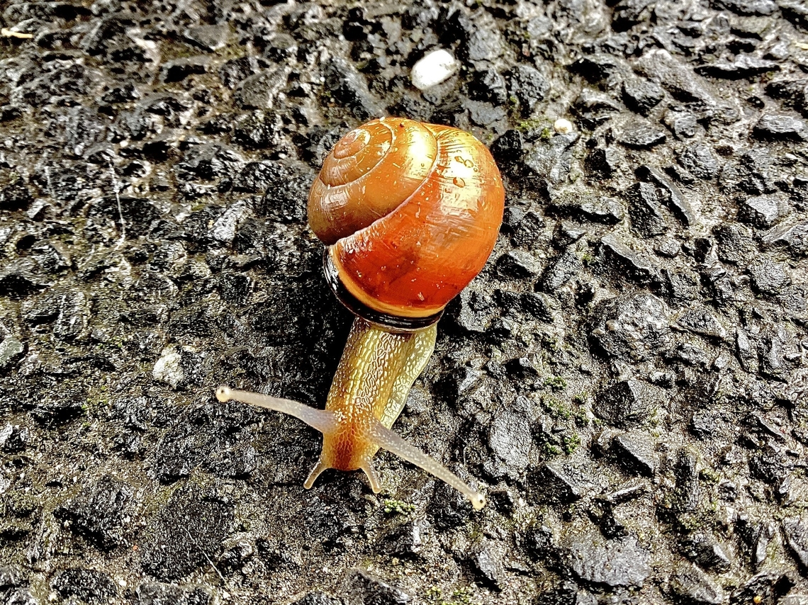 Brown-lipped snail Brown-lipped snail, Cepaea nemoralis. Photo taken 22 July 2023. Snail spotted crossing the pavement outside a park. Brown-lipped Snail,Cepaea nemoralis,Geotagged,United Kingdom
