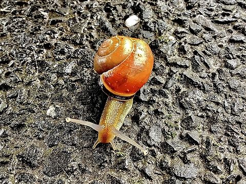 Brown-lipped snail Brown-lipped snail, Cepaea nemoralis. Photo taken 22 July 2023. Snail spotted crossing the pavement outside a park. Brown-lipped Snail,Cepaea nemoralis,Geotagged,United Kingdom