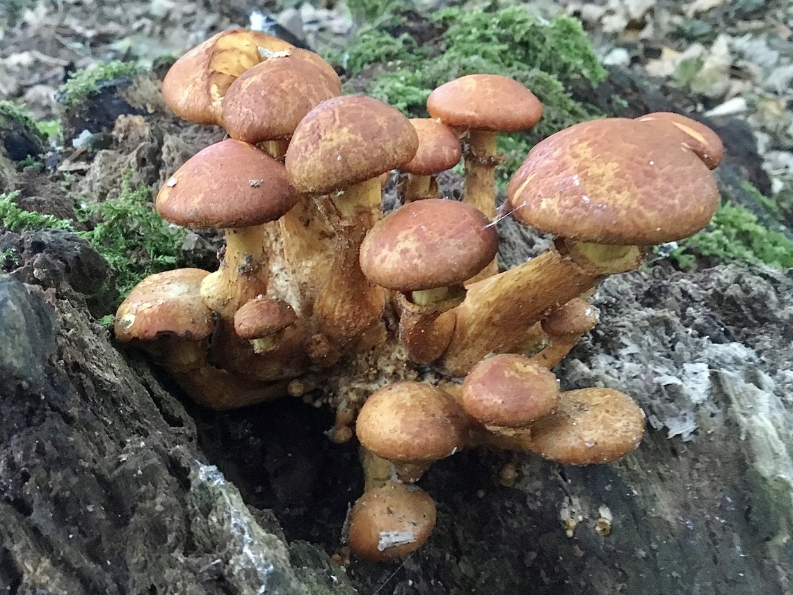 Spectacular rustgill Gymnopilus junonius, Spectacular rustgill. Found growing on a tree stump in our local rock gardens.  Fall,Geotagged,Gymnopilus junonius,Spectacular Rustgill,United Kingdom
