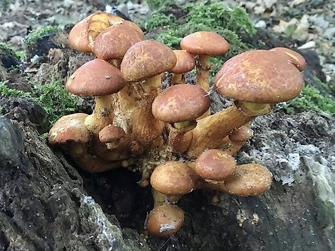 Spectacular rustgill Gymnopilus junonius, Spectacular rustgill. Found growing on a tree stump in our local rock gardens.  Fall,Geotagged,Gymnopilus junonius,Spectacular Rustgill,United Kingdom