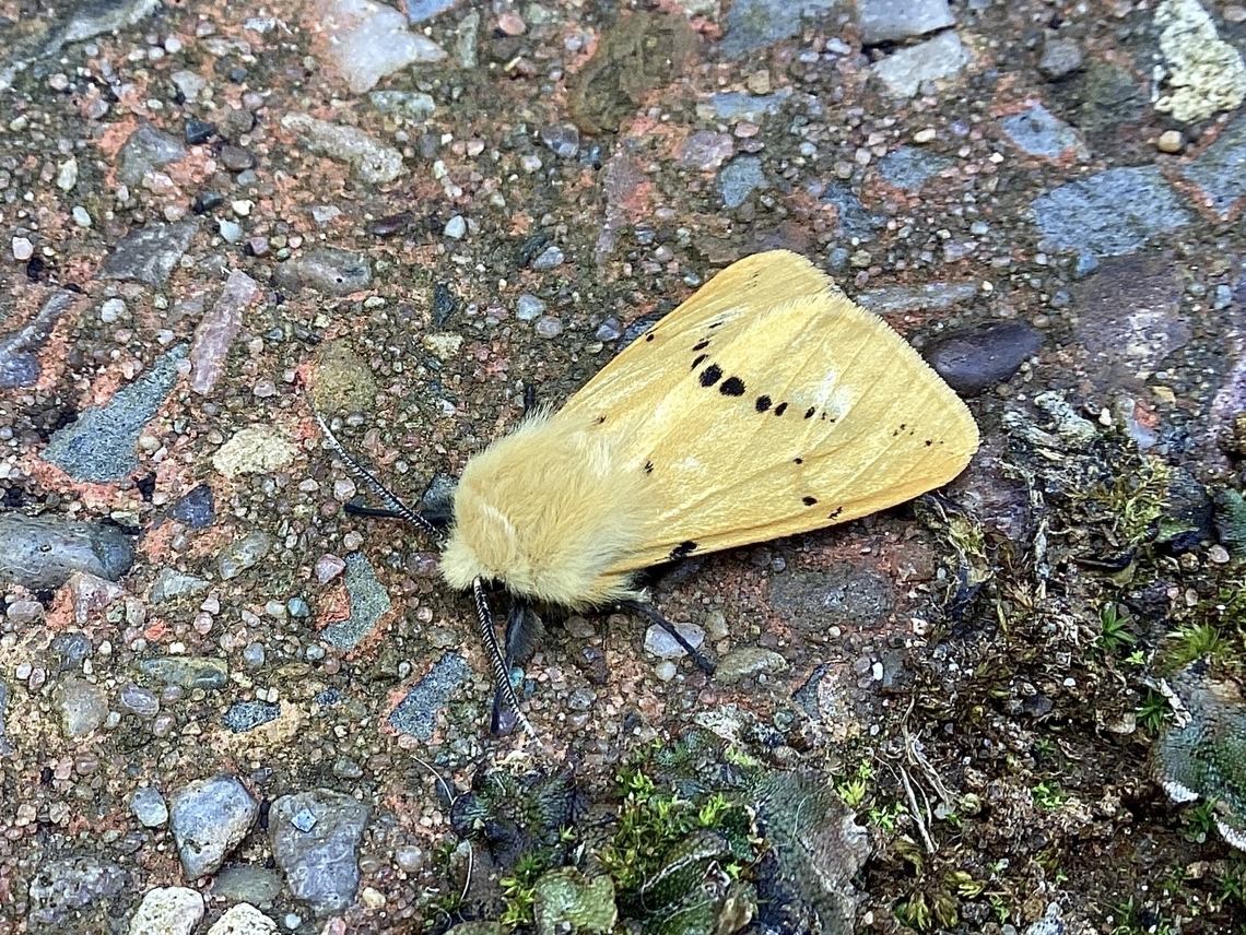Buff Ermine moth Spilosoma lutea, Ermine moth, male Buff ermine,Geotagged,Spilarctia luteum,Summer,United Kingdom