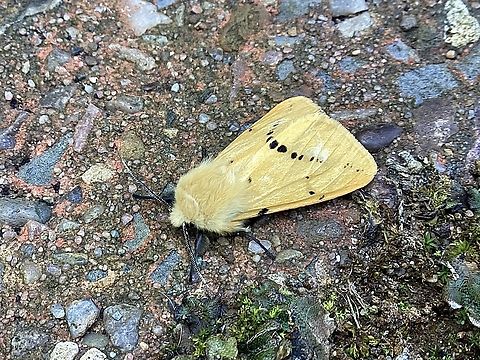 Buff Ermine moth Spilosoma lutea, Ermine moth, male Buff ermine,Geotagged,Spilarctia luteum,Summer,United Kingdom