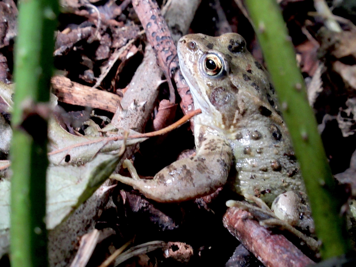 European Common Frog  Rana temporaria, Common frog. Found in our local rock gardens.                            European Common Frog,Geotagged,Rana temporaria,Summer,United Kingdom