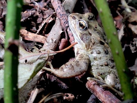 European Common Frog  Rana temporaria, Common frog. Found in our local rock gardens.                            European Common Frog,Geotagged,Rana temporaria,Summer,United Kingdom