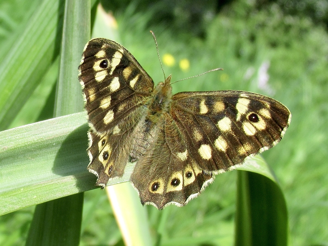 Speckled Wood                                 Geotagged,Pararge aegeria,Speckled wood,Spring,United Kingdom