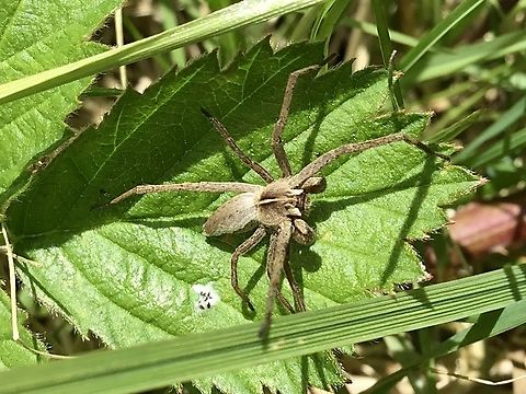 Nursery web spider Pisaura mirabilis, Nursery web spider European Nursery Web Spider,Geotagged,Pisaura mirabilis,Spring,United Kingdom