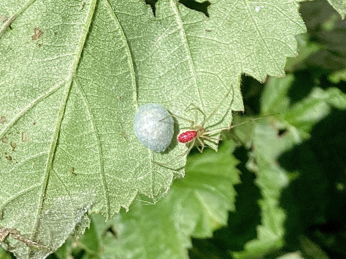 Enoplognatha ovata, the common candy-striped spider  Common Candy-striped Spider,Enoplognatha ovata,Geotagged,Summer,United Kingdom