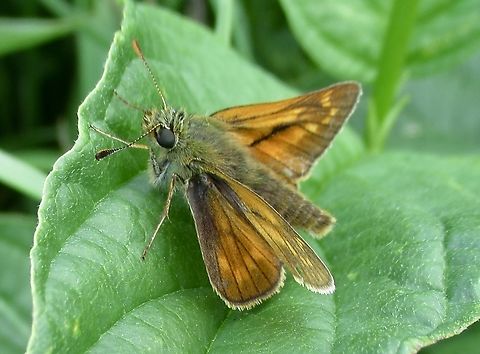 Small Skipper Thymelicus sylvestris, Small Skipper                        Geotagged,Small skipper,Spring,Thymelicus sylvestris,United Kingdom