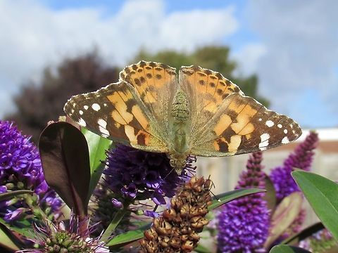 Painted Lady                                 Fall,Geotagged,Painted Lady,United Kingdom,Vanessa cardui