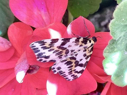 Magpie moth  Abraxas grossulariata,Geotagged,Magpie moth,Summer,United Kingdom
