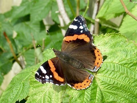 Red Admiral                                 Geotagged,Red Admiral,Summer,United Kingdom,Vanessa atalanta
